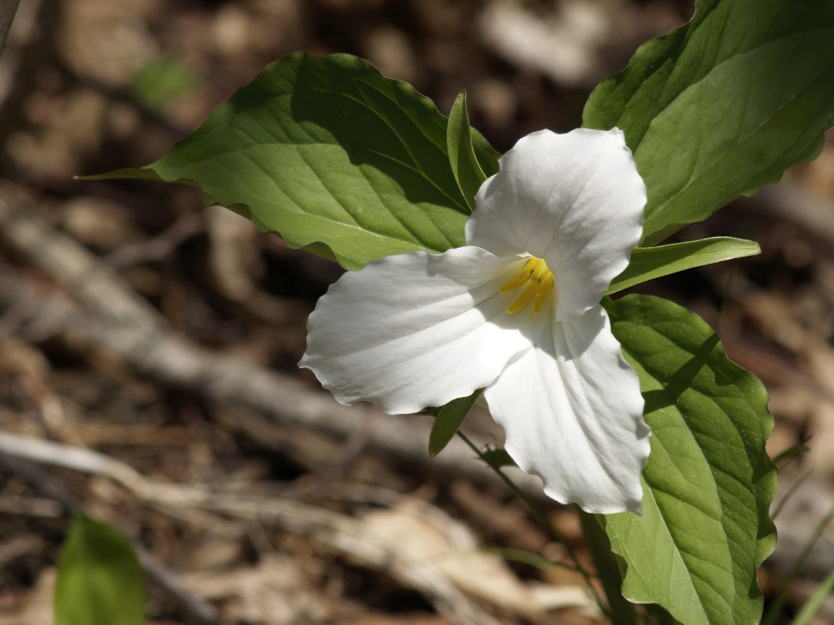 White trilliums can be found east of Wilno and then not until the west side of Algonquin. They really like hardwood bush!